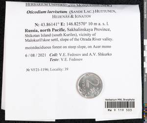 Oticodium laevisetum (Sande Lac.) Huttunen, Hedenäs & Ignatov, Bryophytes, Bryophytes - Russian Far East (excl. Chukotka & Kamchatka) (B20) (Russia)
