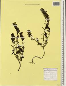 Rhinanthus minor L., Caucasus, Stavropol Krai, Karachay-Cherkessia & Kabardino-Balkaria (K1b) (Russia)