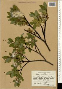 Salix apoda Trautv., Caucasus, Stavropol Krai, Karachay-Cherkessia & Kabardino-Balkaria (K1b) (Russia)