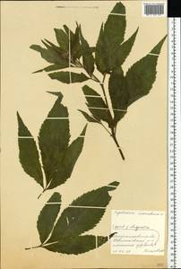 Eupatorium cannabinum L., Eastern Europe, South Ukrainian region (E12) (Ukraine)