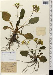 Primula elatior subsp. pseudoelatior (Kuzn.) W. W. Sm. & Forrest, Caucasus, North Ossetia, Ingushetia & Chechnya (K1c) (Russia)