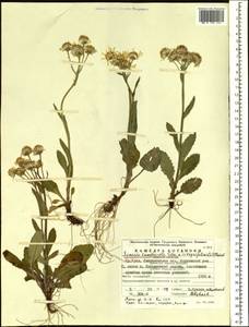 Tephroseris integrifolia subsp. tundricola (Tolm.) B. Nord., Eastern Europe, Eastern region (E10) (Russia)