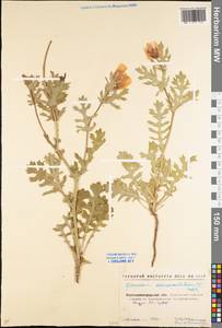 Glaucium corniculatum (L.) Rudolph, Eastern Europe, North Ukrainian region (E11) (Ukraine)