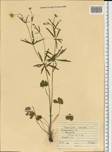 Ranunculus auricomus L., Eastern Europe, South Ukrainian region (E12) (Ukraine)