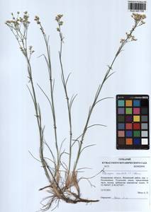 Eremogone saxatilis (L.) Ikonn., Siberia, Altai & Sayany Mountains (S2) (Russia)