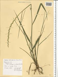 Elymus lolioides (P.Candargy) Melderis, Eastern Europe, Central region (E4) (Russia)
