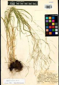 Agrostis anadyrensis Soczava, Siberia, Baikal & Transbaikal region (S4) (Russia)