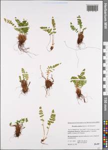 Woodsia asiatica Kiselev & Shmakov, Siberia, Russian Far East (S6) (Russia)