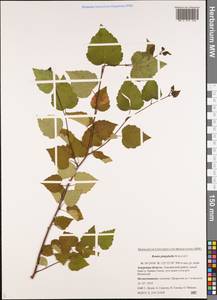 Betula pendula subsp. mandshurica (Regel) Ashburner & McAll., Siberia, Russian Far East (S6) (Russia)