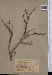 Prunus petunnikowii (Litv.) Rehder, Middle Asia, Western Tian Shan & Karatau (M3) (Kazakhstan)