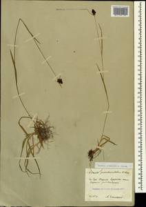 Luzula stenophylla Steud., Caucasus, South Ossetia (K4b) (South Ossetia)