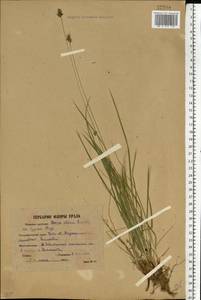 Carex norvegica Retz. , nom. cons., Eastern Europe, Eastern region (E10) (Russia)