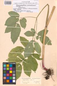 Chaerophyllum aromaticum L., Eastern Europe, Moscow region (E4a) (Russia)