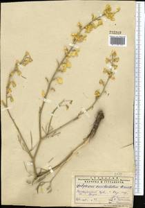 Delphinium semibarbatum Bien. ex Boiss., Middle Asia, Pamir & Pamiro-Alai (M2) (Uzbekistan)
