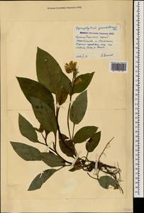 Symphytum grandiflorum DC., Caucasus, Krasnodar Krai & Adygea (K1a) (Russia)