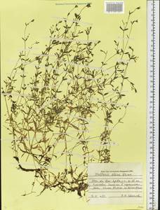 Stellaria alsine Grimm, Eastern Europe, Moscow region (E4a) (Russia)