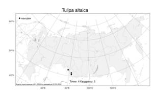 Tulipa altaica Pall. ex Spreng., Atlas of the Russian Flora (FLORUS) (Russia)