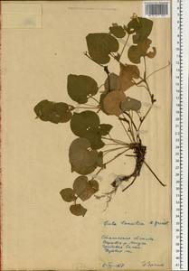 Viola tanaitica Grosset, Eastern Europe, South Ukrainian region (E12) (Ukraine)