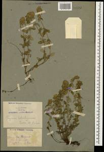 Thymus kotschyanus Boiss. & Hohen., Caucasus, Azerbaijan (K6) (Azerbaijan)