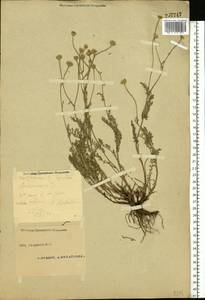 Tanacetum millefolium (L.) Tzvelev, Eastern Europe, Eastern region (E10) (Russia)