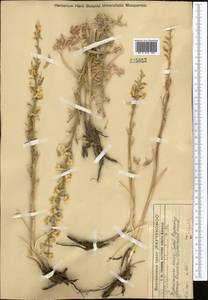 Delphinium biternatum Huth, Middle Asia, Western Tian Shan & Karatau (M3) (Kazakhstan)