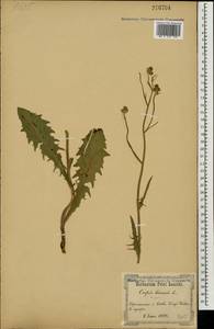 Crepis biennis L., Eastern Europe, North Ukrainian region (E11) (Ukraine)
