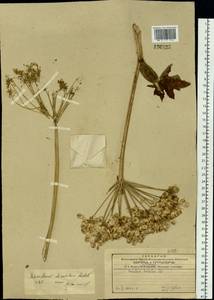 Heracleum dissectum Ledeb., Siberia, Russian Far East (S6) (Russia)