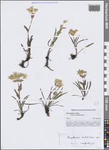 Bupleurum multinerve DC., Siberia, Altai & Sayany Mountains (S2) (Russia)