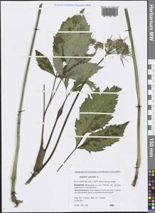 Angelica sylvestris L., Siberia, Baikal & Transbaikal region (S4) (Russia)