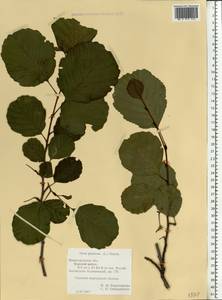Alnus pubescens Tausch, Eastern Europe, Volga-Kama region (E7) (Russia)