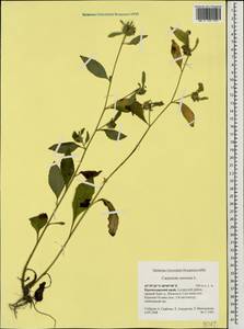 Carpesium cernuum L., Caucasus, Krasnodar Krai & Adygea (K1a) (Russia)