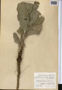 Verbascum songaricum Schrenk, Middle Asia, Muyunkumy, Balkhash & Betpak-Dala (M9) (Kazakhstan)
