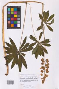 Lupinus polyphyllus Lindl., Eastern Europe, West Ukrainian region (E13) (Ukraine)