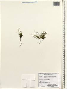 Equisetum scirpoides Michx., Siberia, Chukotka & Kamchatka (S7) (Russia)