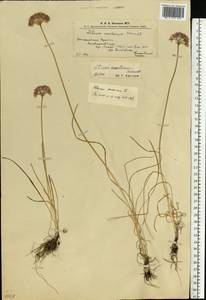 Allium lusitanicum Lam., Eastern Europe, West Ukrainian region (E13) (Ukraine)