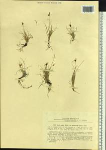 Carex supina var. spaniocarpa (Steud.) B.Boivin, Siberia, Chukotka & Kamchatka (S7) (Russia)