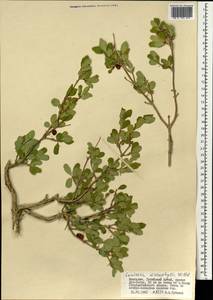 Lonicera microphylla Willd. ex Roem. & Schult., Mongolia (MONG) (Mongolia)