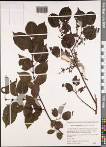 Chosenia cardiophylla (Trautv. & C. A. Mey.) N. Chao, Siberia, Russian Far East (S6) (Russia)