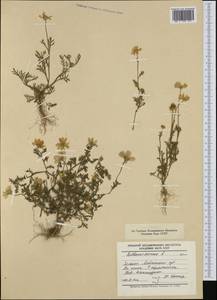 Anthemis arvensis L., Western Europe (EUR) (Poland)