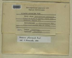 Dicranum flexicaule Brid., Bryophytes, Bryophytes - Karelia, Leningrad & Murmansk Oblasts (B4) (Russia)