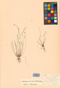 Eleocharis ovata (Roth) Roem. & Schult., Siberia, Russian Far East (S6) (Russia)