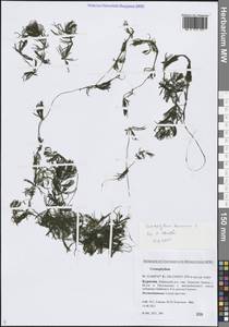 Ceratophyllum demersum L., Siberia, Baikal & Transbaikal region (S4) (Russia)