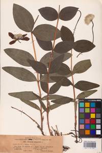 Clematis integrifolia L., Eastern Europe (no precise locality) (E0)