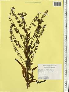 Cynoglossum officinale L., Eastern Europe, Eastern region (E10) (Russia)