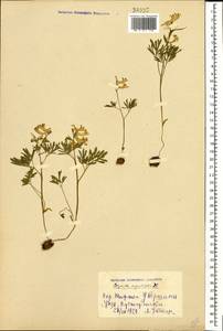 Corydalis angustifolia (M. Bieb.) DC., Caucasus, Georgia (K4) (Georgia)