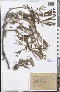 Artemisia lagocephala (Fisch. ex Besser) DC., Siberia, Yakutia (S5) (Russia)