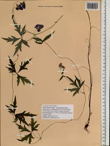 Aconitum volubile Pall., Siberia, Central Siberia (S3) (Russia)