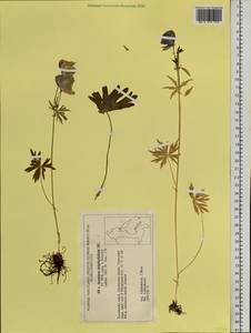 Aconitum delphinifolium DC., Siberia, Chukotka & Kamchatka (S7) (Russia)