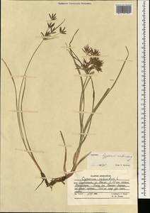 Cyperus rotundus L., South Asia, South Asia (Asia outside ex-Soviet states and Mongolia) (ASIA) (Afghanistan)