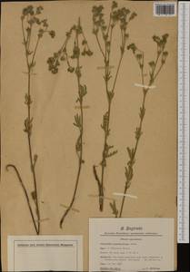 Potentilla recta subsp. laciniosa (Kit. ex Nestler) Nyman, Western Europe (EUR) (Bulgaria)